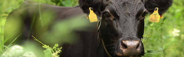 Kliima päästmise nimel söödetakse lehmi mürgiga