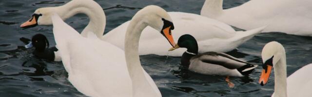 Mida teha, kui leiad haige või surnud mets- või veelinnu?