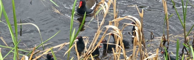 Nunnumeeter põhjas: kümme musta sulepalli ja valvas tiigikana