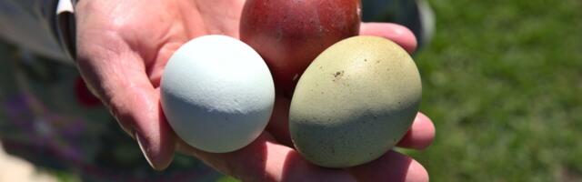 OTSE | Susan Luitsalu: taimepiim on minevik. Kui tahate olla trendikad, jooge keefirit