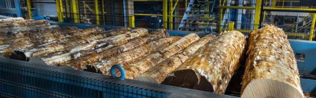 Pankrotis puidutööstur peab sadadesse tuhandetesse ulatuva maksuvõla omast taskust kinni maksma