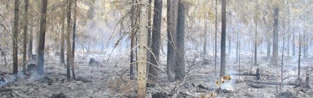 Päästjad on käinud tänavu maastikutulekahjusid kustutamas enam kui 130 korda