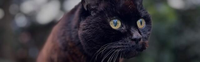 Kuidas nad meid ümber käpa keeravad?