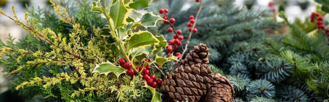 Kuidas saada koduaeda jõuluvärve?