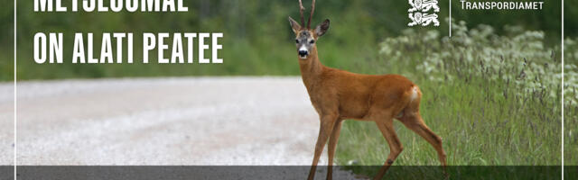 Ettevaatust liikluses – kevad toob metsloomad teele, nõudes juhtidelt erilist tähelepanu