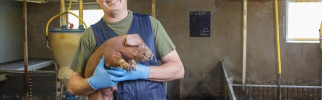 „Tuleb valida õudse lõpu ja lõputu õuduse vahel.“ Seakasvataja selgitab, mida katk farmile tähendab