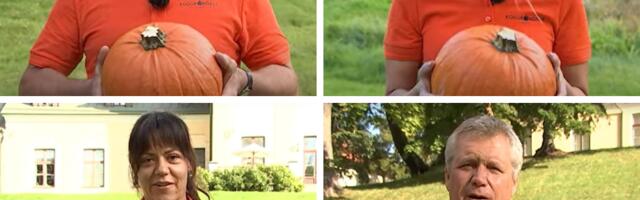 IVO RULL: kõrvitsate teekond koalitsiooni