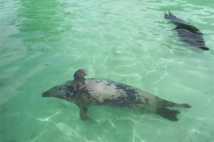 Inimvaatlused  – „Kus on kaelkirjak?“