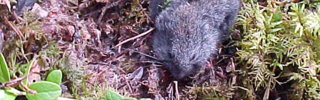 Eesti metsas elab uus liik