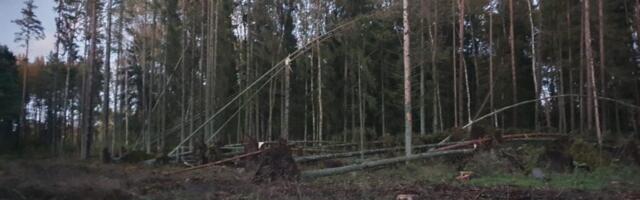 RMK rikkus kohalikega sõlmitud lepingut ja alustas lageraiet Räpinas