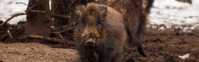 PIIRATAKSE LEVIKUT | Metsatehnika puhastamine piirab sigade Aafrika katku levikut saartele