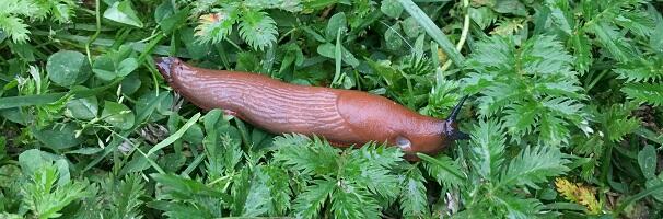 Riigikogu infotunnis räägiti hispaania teetigude kiirest levikust