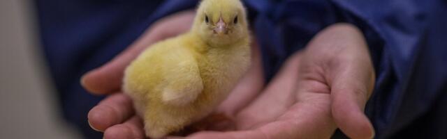 Kui linnugripp tabaks mõnd Eesti linnufarmi, oleks linnuliha isevarustatus hetkega null