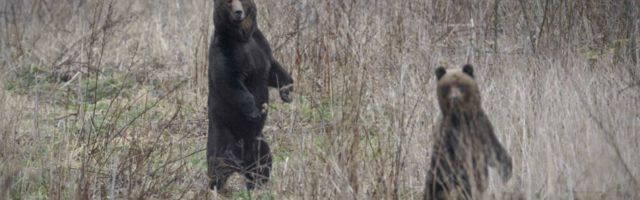 Valner Valme: kurvake kevad