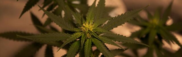 Mahekanepitootja liitus põllumajanduskojaga