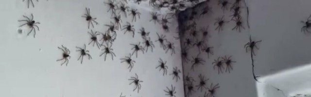 Ämblikud vallutavad kodusid – mõnel pool täitsa tavaline