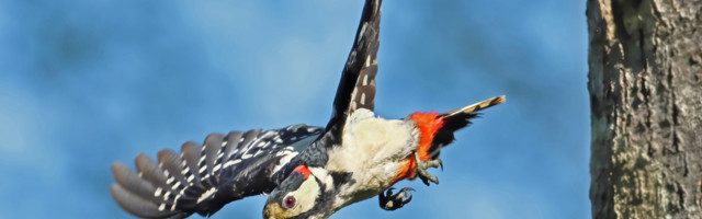 Fotolugu: rähnipapa väljalend