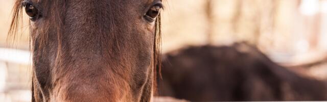 Toris toimuvad hobusekasvanduse vestlusõhtud
