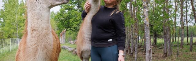 Laamade ja eeslitega huntide vastu: koertest vähemnõudlikud ja inimestele ohutud