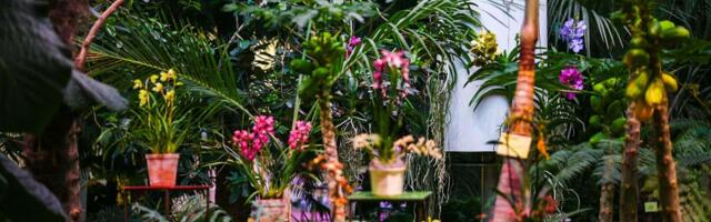 Tallinna Botaanikaaed muutub kaheks nädalaks troopiliseks paradiisiks
