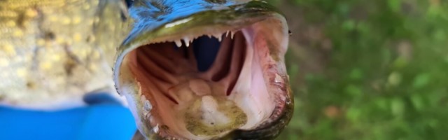 Röövpüüdjad, hoidke alt: Lääne-Eestis toimub lähinädalatel tugevdatud jõududega kalapüügikontroll