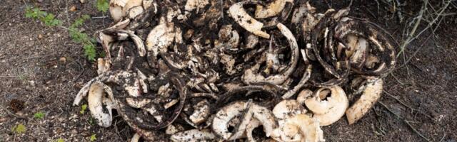 Keskkonnaühendused on vastu Pärnusse metanoolitehase planeerimisele