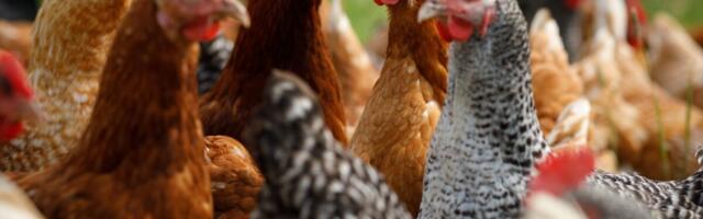 Hiiumaal tuvastati lindude gripp