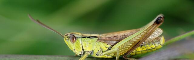Rohutirtsu kõhubakter saab hakkama üllatavalt väheste geenidega