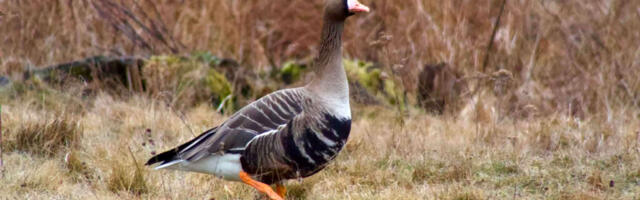 LIHAVÕTTE LINNUVAATLUSPÄEVADEL NÄHTI TÄNAVU ÜLE 80 000 LINNU
