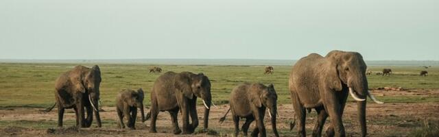 Aafrika elevandid on kaotamas omavahelisi ühendusi