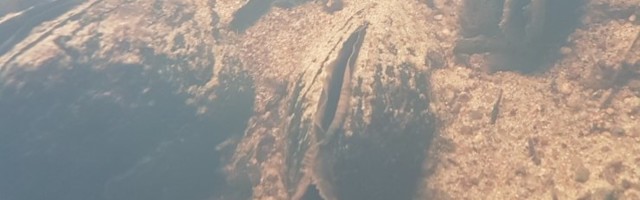 Harulduse päästeplaan: ohustatud loomal tärkas ellujäämise lootus