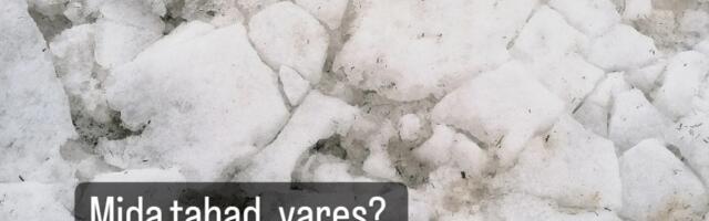 Must-valge kevad - Riina NOORTE NURK