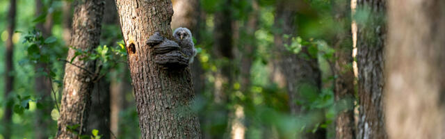 Tallinna külje all sünnib pikalt oodatud Sõrve looduskaitseala
