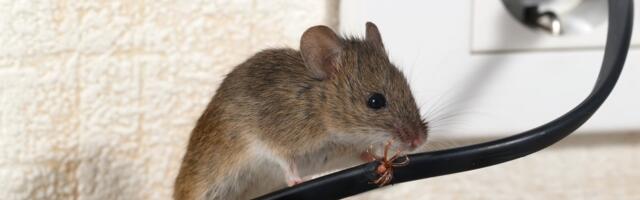 APPI, HIIR! Toas! Tegutse targalt: neid meetmeid kasutades ennetad ehmatavat üllatust oma kodus