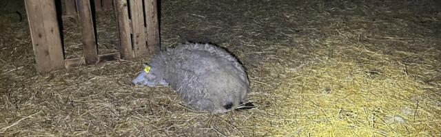 FOTOD | Õõvastav leid! Raplamaa laudast leiti hunnikute viisi nälga ja janusse surnud lambaid
