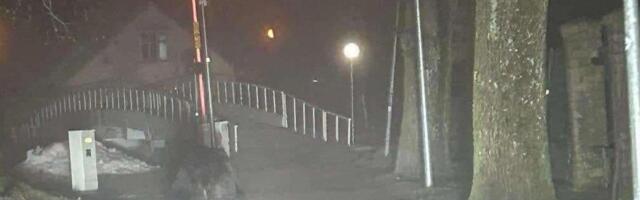 FOTO | Karu Pärnu kesklinnas! Taliuinakust ärganud mõmmik uitas mööda tänavaid