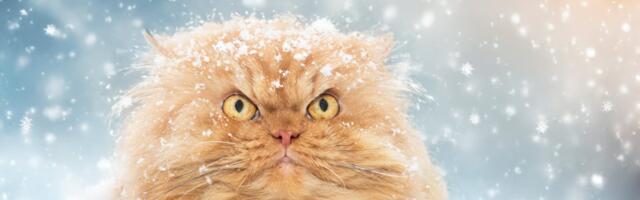 Kevad või asi? Kassid peavad end juba lumikellukesteks...