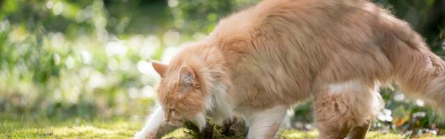 „Kas minul pole siis enam mingeid õigusi?“ – Erika võitlus naabrite kassidega