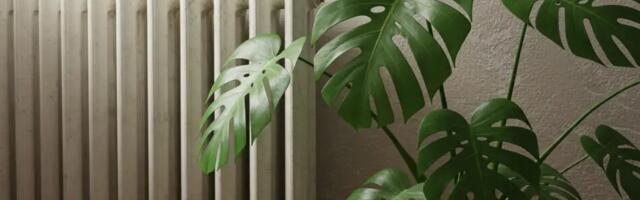 Ära pane neid taimi kunagi radiaatori lähedale – nad surevad mõne nädalaga