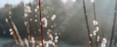 Keskkonnaagentuuri blogis: Märts oli erakordselt soe, väga kuiv ja päikesepaisteline