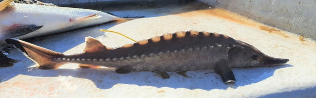 Narva jõkke asustatud tuurad on kasvanud aastaga kümme korda suuremaks