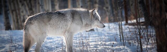 88 hunti on kütitud