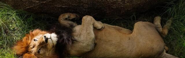 VIDEO | Tsirkusest põgenenud lõvi patseeris ringi Itaalia linnatänavatel