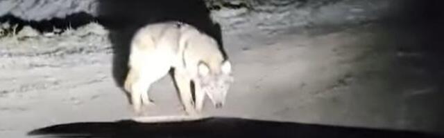 VIDEO | Vigastatud hunt tuli elumaja juurde