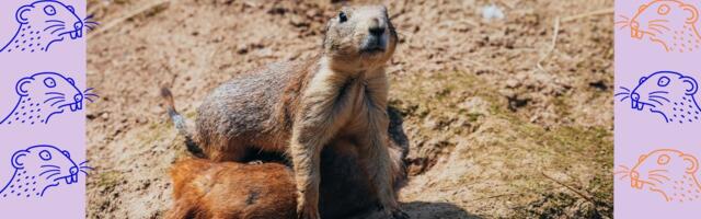 NÄDALA SUSLIKUD | Millised erakonnad seekord on püüdnud valijaid sabapidi oma urgu tõmmata?
