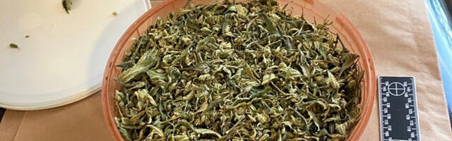 TAI uuring osutab ohtlikele tarvitamistrendidele: kanep eneseravi eesmärgil ning kokaiin alkoholiga