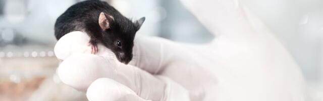 Kaitsmisele tuleb doktoritöö, mis käsitleb sobivate hiireliinide kasutamist erinevate haiguste uurimiseks