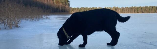 Tähelepanu, koeraomanikud! Eestis on levimas koerte südameuss