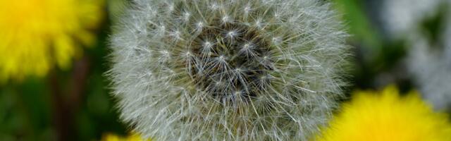 Keskkonnaagentuuri nädalaprognoos: enamasti kuiv ja mõnusalt soe ilm