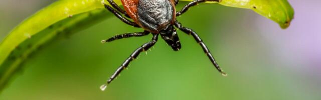Arst: Eesti puugid levitavad malaariasarnast viirust, ühelt puugilt võib saada mitu haigust